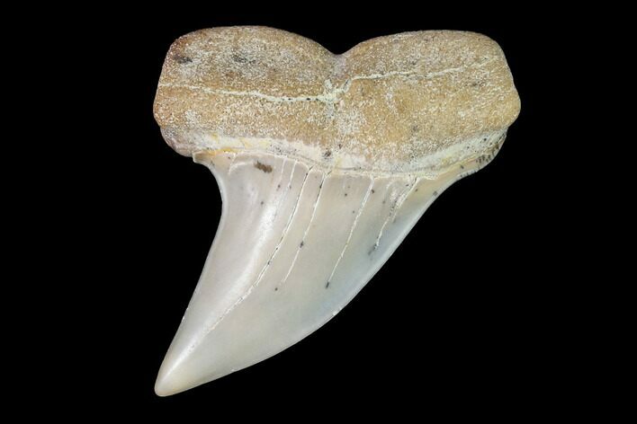 Mako Shark Tooth Fossil - Sharktooth Hill, CA #94723